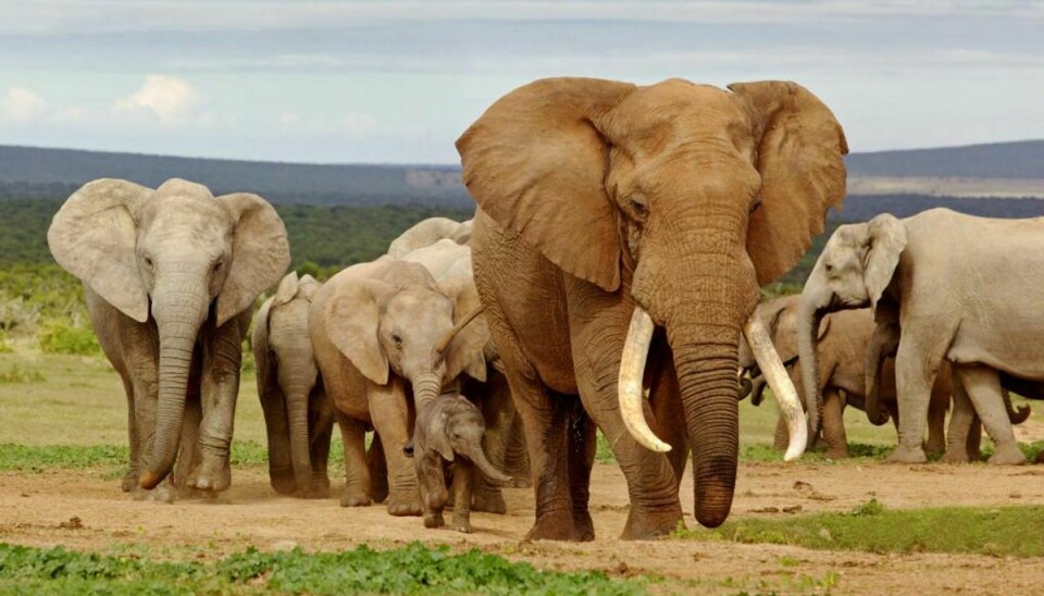 Elefanter kæmper sig tilbage til Uganda. Foto: Iris/Scanpix (Modelfoto)