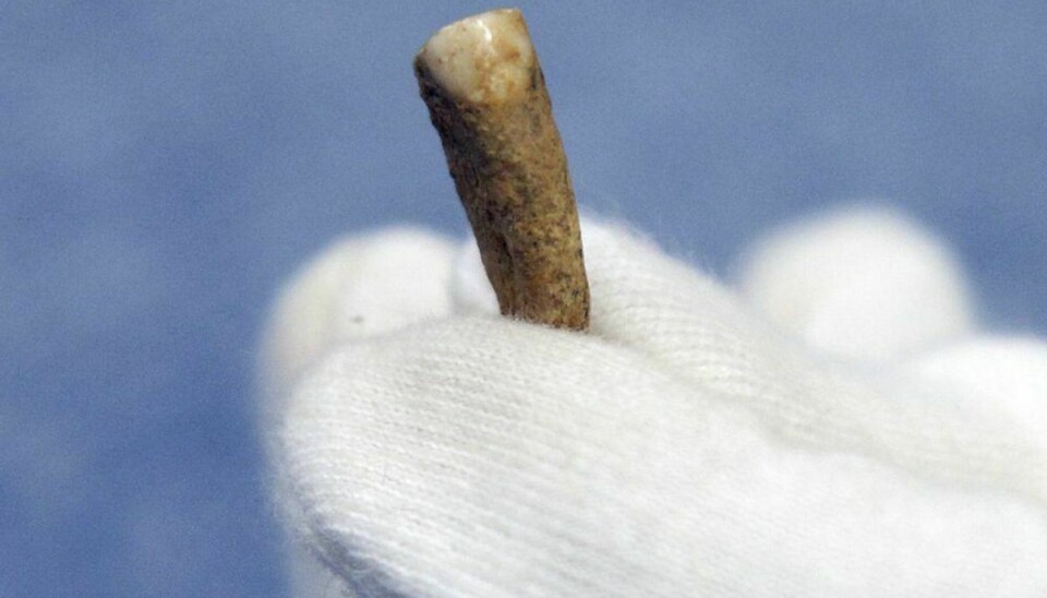 Her ses tander, der er omkring 560.000 år gammel. Foto: RAYMOND ROIG/Scanpix.