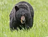Ifølge en biolog kan det meget vel være en sortbjørn, der har været på spil. Foto: Scanpix/Jim Urquhart.