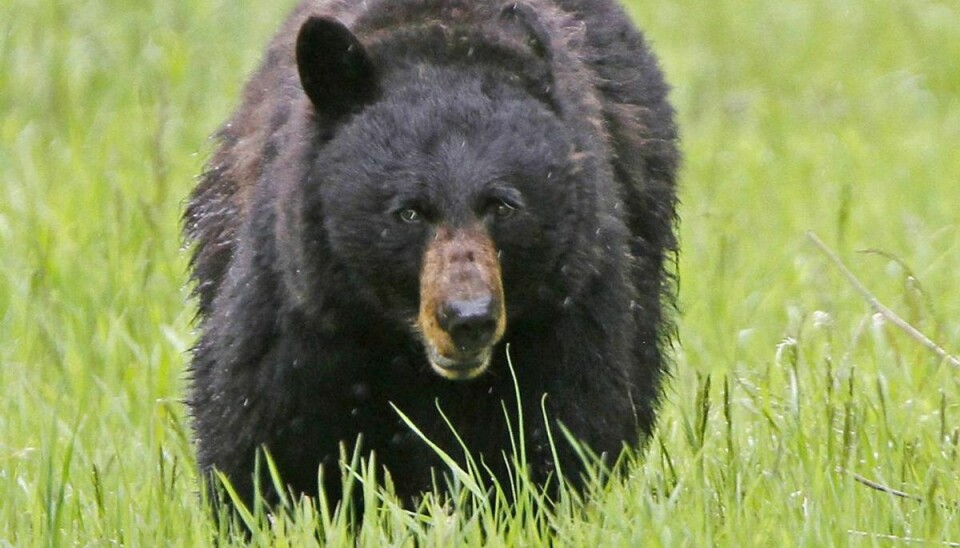 Ifølge en biolog kan det meget vel være en sortbjørn, der har været på spil. Foto: Scanpix/Jim Urquhart.