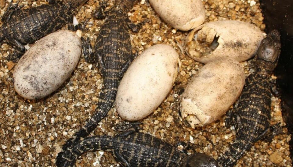 Zoo udklækker sjældne krokodilleunger Her ses kaiman-ungerne. Foto: Aalborg Zoo.