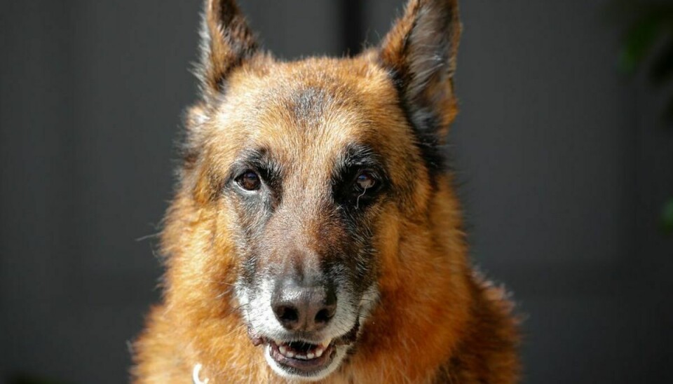 Den 78-åriges schæferhund skal nu aflives. Genrefoto: Scanpix.