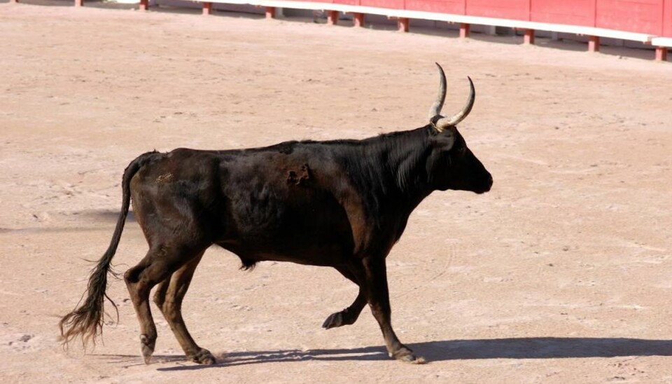 Tyre har stanget syv mennesker ihjel i Spanien Arkivfoto: Colourbox.