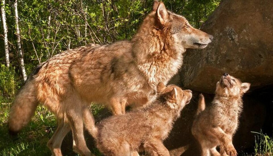 Første sikre bevis: Hunulv i Danmark Der kan være ulveunger på vej i den danske natur,m Foto: Scanpix