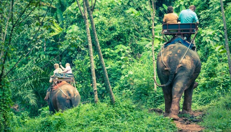 Flere og flere rejsebureauer stopper med at tilbyde elefant-ridning. Foto: Iris/Scanpix