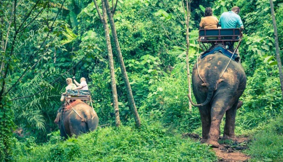 Slut med elefant-ridning til turister Flere og flere rejsebureauer stopper med at tilbyde elefant-ridning. Foto: Iris/Scanpix