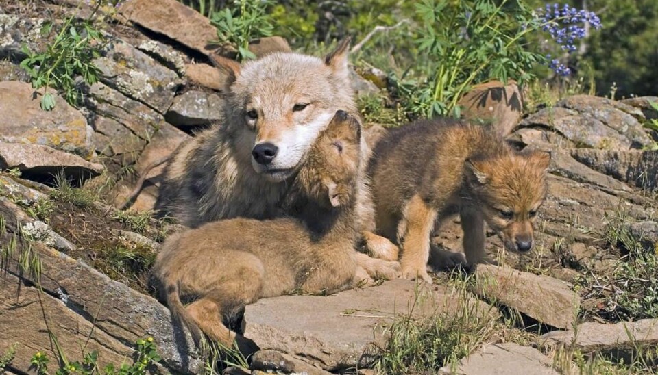 Vi kan roligt regne med, at der kommer ulveunger i Danmark. Foto: Iris/Scanpix