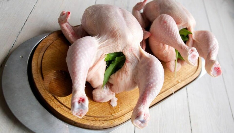 Trækkes tilbage: Salmonella-mistanke mod disse kyllinger Et parti kyllinger trækkes nu tilbage på grund af Salmonella-mistanke. Arkivfoto: Colourbox.