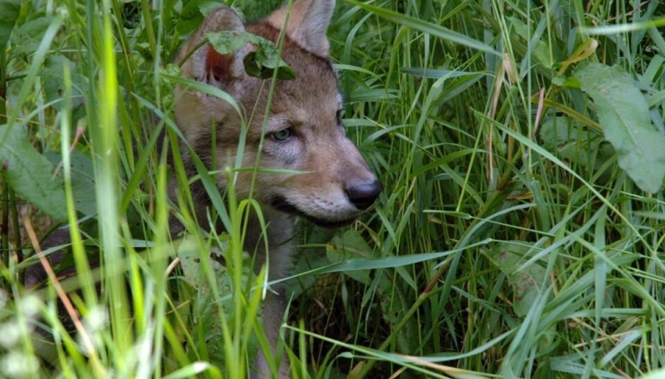 Entusiaster mener at have fundet spor efter ulveunger i Jylland. Foto: Iris/Scanpix (Modelfoto)