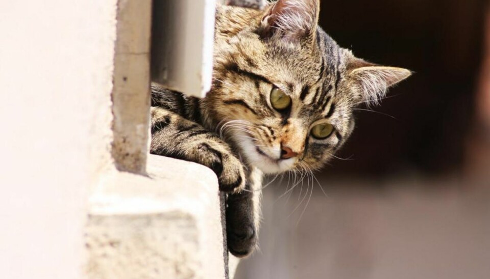 Sommerkåde katte falder ud af vinduet Mange katte bliver sommerkåde og hoppe ud af vinduet. Pressefoto