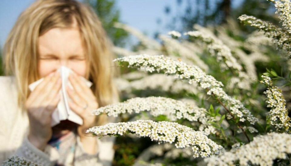 Astma og høfeber hænger ofte sammen – lider du af høfeber, er det en god idé at tjekke lungefunktionen. Foto: Iris/Scanpix