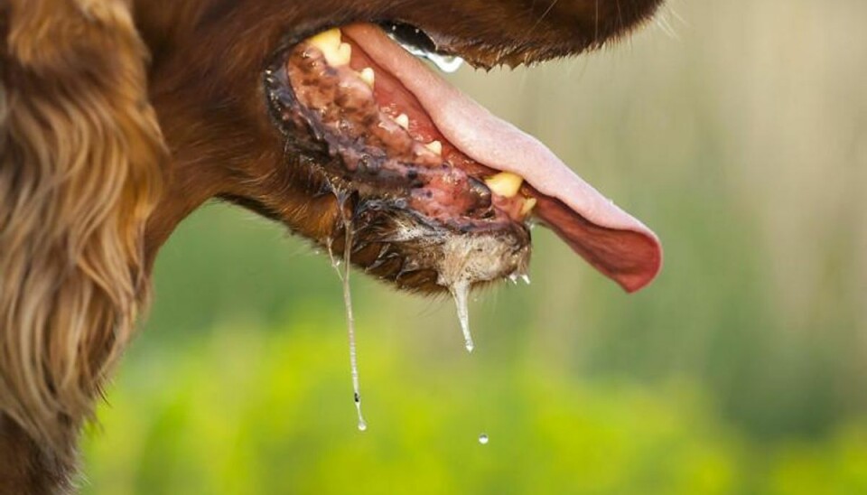 Markant flere behandles for hundegalskab Rabies har fået det danske navn hundegalskab, fordi smittede dyr i de sidste faser, inden de dør, får fråde om munden, røde øjne og bliver aggressive. Foto: Colourbox.com (Modelfoto)