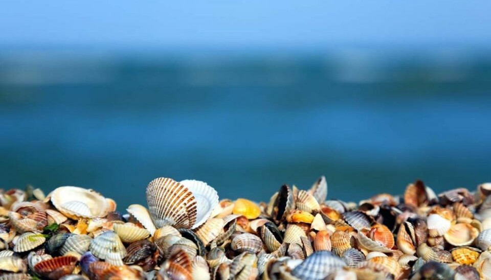 Nu er der sat skilte op på stranden. Genrefoto.