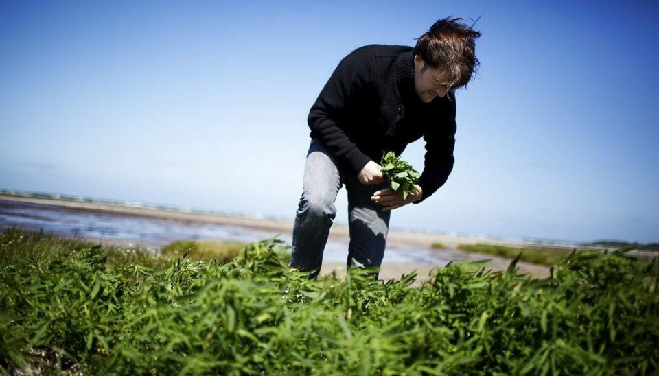 Noma-kok vil lære Danmark at lave vild mad Noma-kok vil lære Danmark at lave vild mad. Foto: Erik Refner/Scanpix.