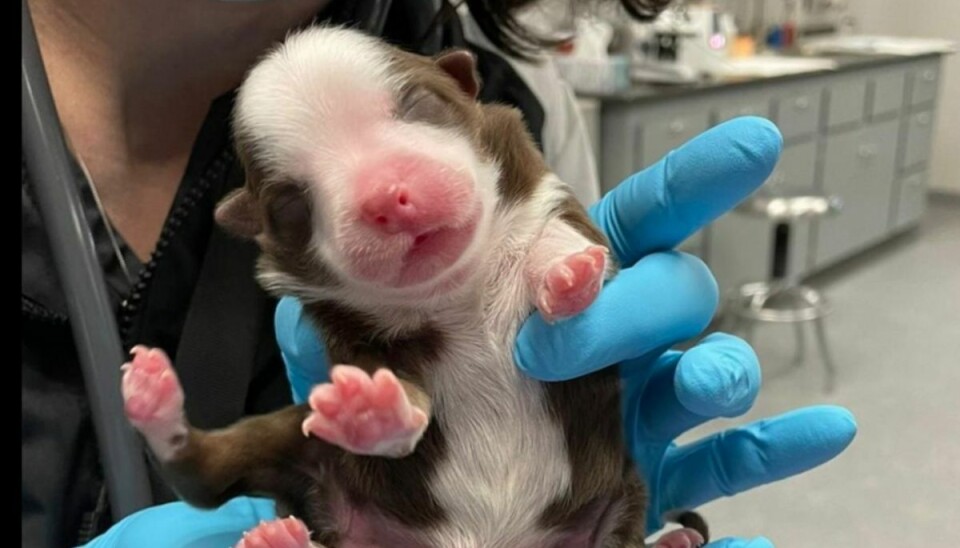 Hundehvalp født med seks ben Hundehvalpen med de seks ben og to haler har det fint. Foto: Neel Veterinary Hospital
