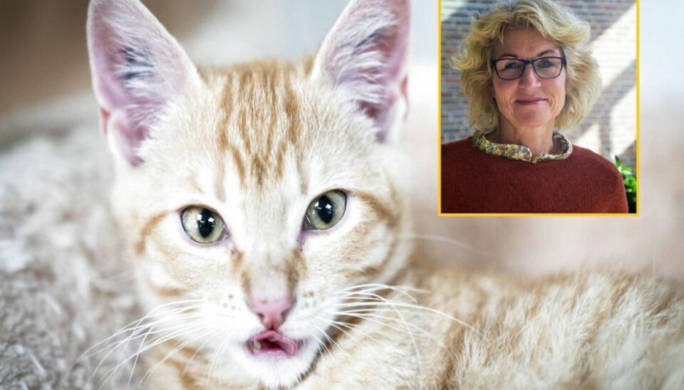 Derfor er katten et andenrangskæledyr Katte har bestemt ikke den samme status som menneskets bedste ven – hunden. Foto: Ida Marie Odgaard/Ritzau Scanpix og Den Danske Dyrlægeforening