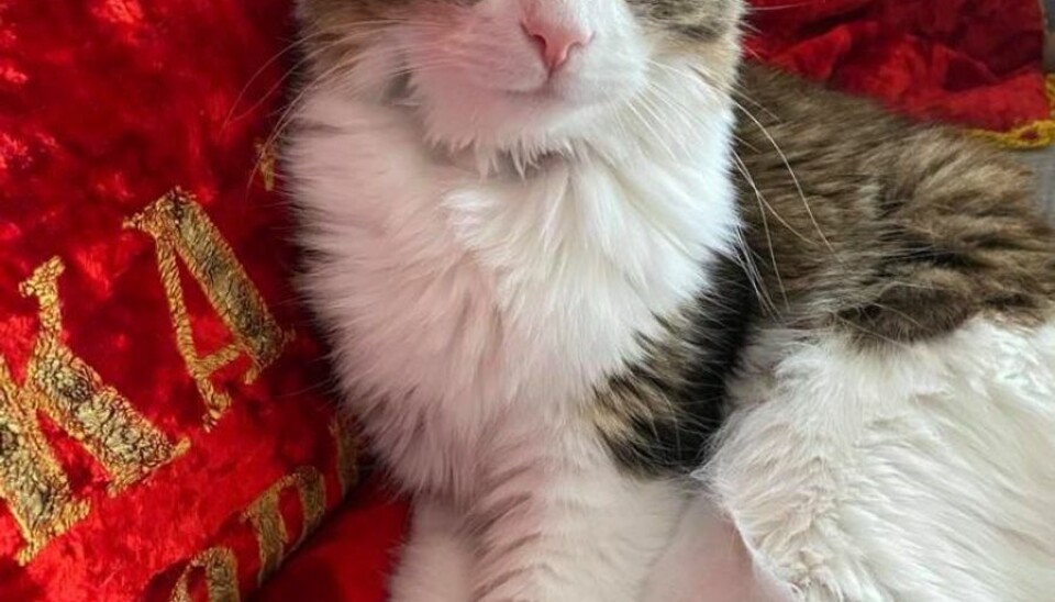 Katten Tulle er højt elsket, så ejeren Henrik Ørholst bruger gerne penge på den. Privatfoto. Katten Tulle er højt elsket, så ejeren Henrik Ørholst bruger gerne penge på den. Privatfoto.