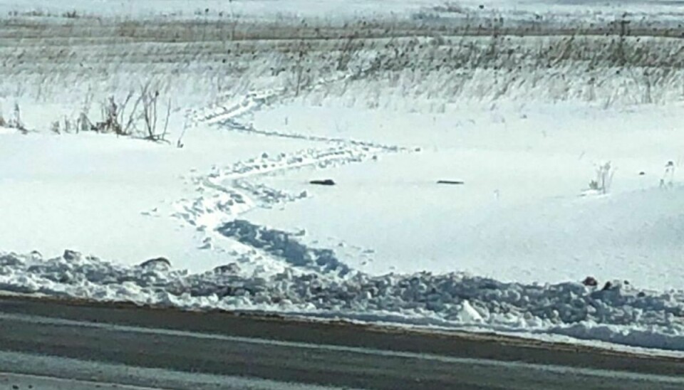 Her kan man se sælens rute hen over de snedækkede marker. Foto: Reuter