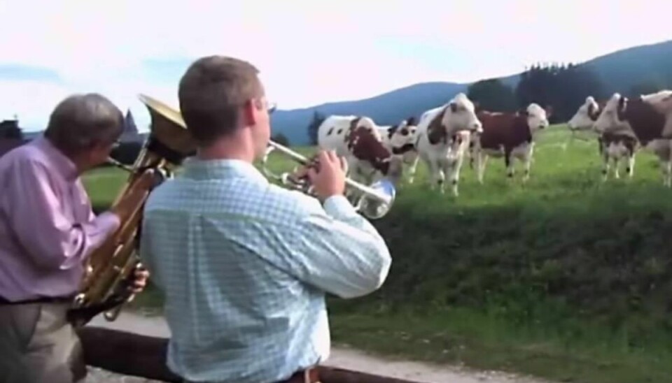 Køer elsker også musik. I hvert fald jazz. Klip fra videoen.