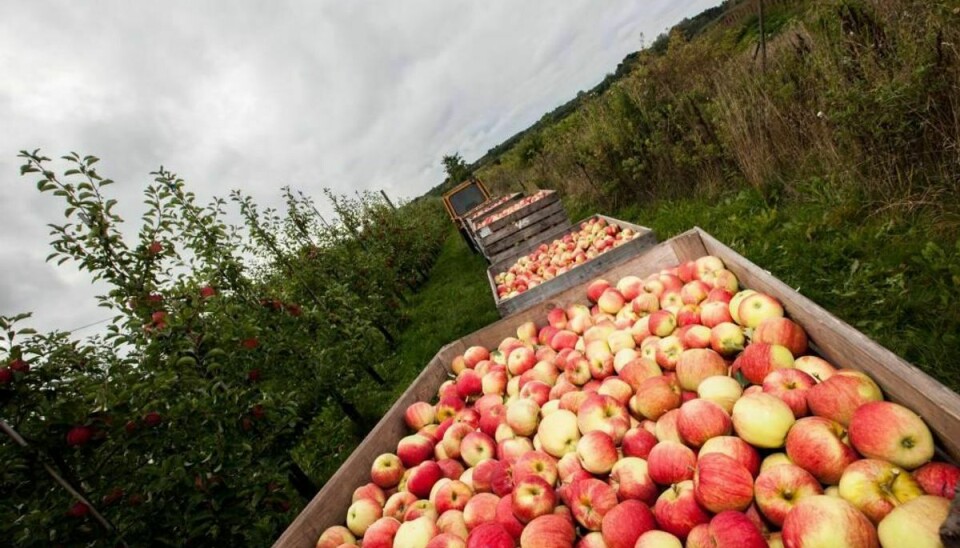 Økologisk Landsforening ser det som dybt problematisk, at der findes rester af prosulfocarb i både øko- og konventionelle æbler. Pressefoto
