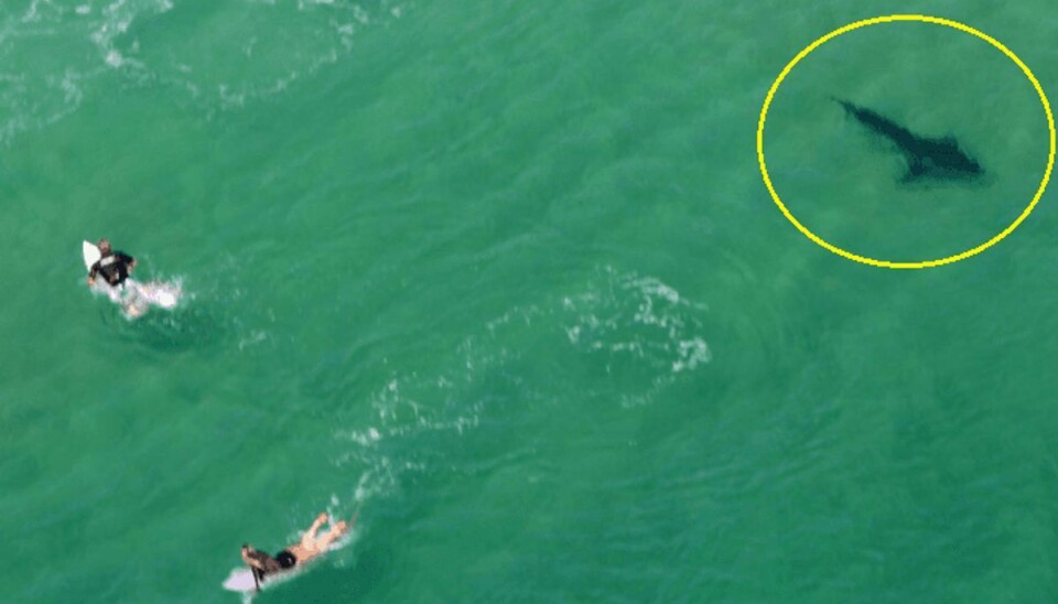Her ser man trydeligt hvor tæt hajen var på surferne. Fotos: Facebook/Rotorwing Helicopter Services.