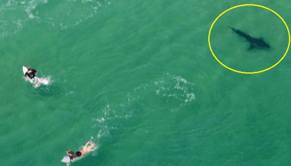 Chok-fotos: Så tæt var dræberhaj på ti surfere Her ser man trydeligt hvor tæt hajen var på surferne. Fotos: Facebook/Rotorwing Helicopter Services.