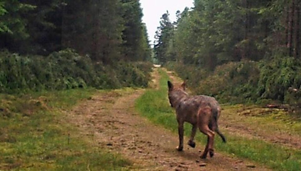 Her er foto-bevis: Ulven er i Danmark Der ER ulve i Danmark, det beviser dette billede. Nu får de også plads til at være her. Foto: Naturstyrelsen