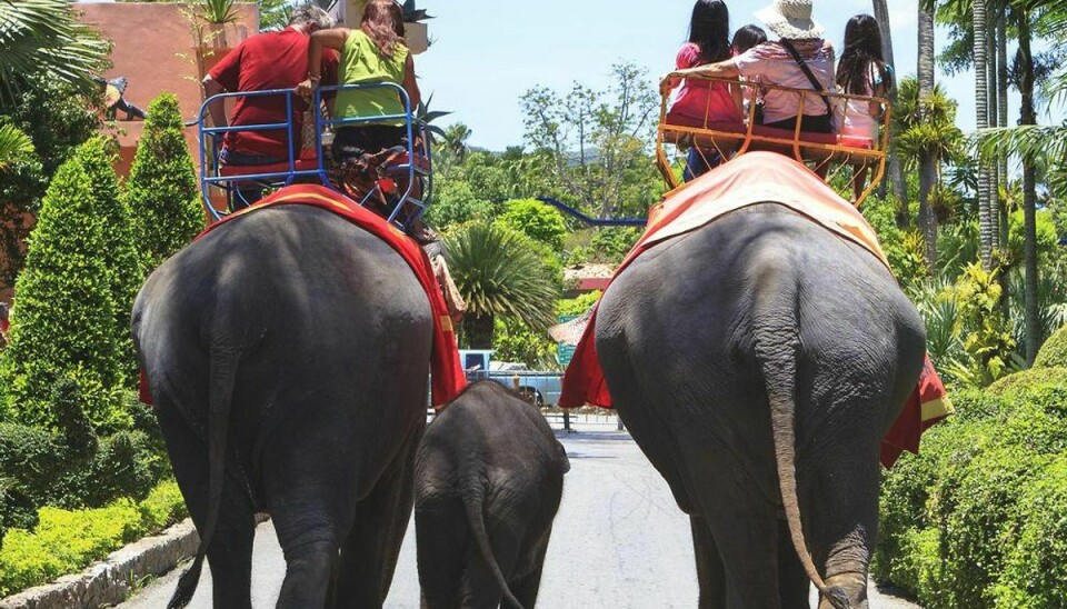 Når enden er god… Det er slut med elefantridning hos flere rejseselskaber. Foto: Scanpix