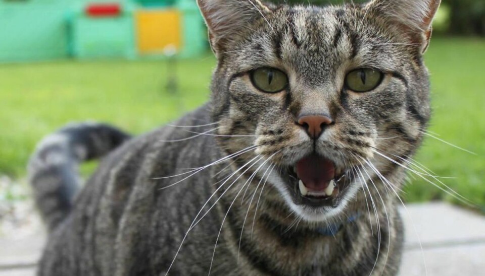 Australien vil dræbe to millioner katte – se hvorfor Australien vil aflive to millioner katte. Arkivfoto: Elo Christoffersen