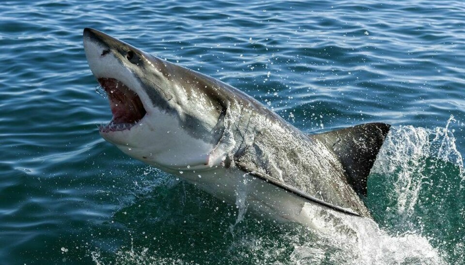 En 10-årig dreng blev angrebet af en haj, da han var ude for at bodysurfe. Modelfoto: Scanpix
