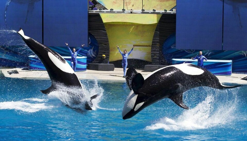 Seaworld dropper omstridt spækhugger-show Foto: MIKE BLAKE/Scanpix (Arkivfoto)