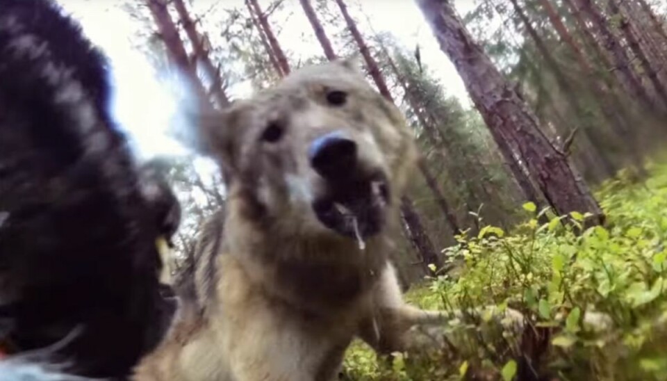 Voldsom video: Her bliver Klara angrebet af ulve