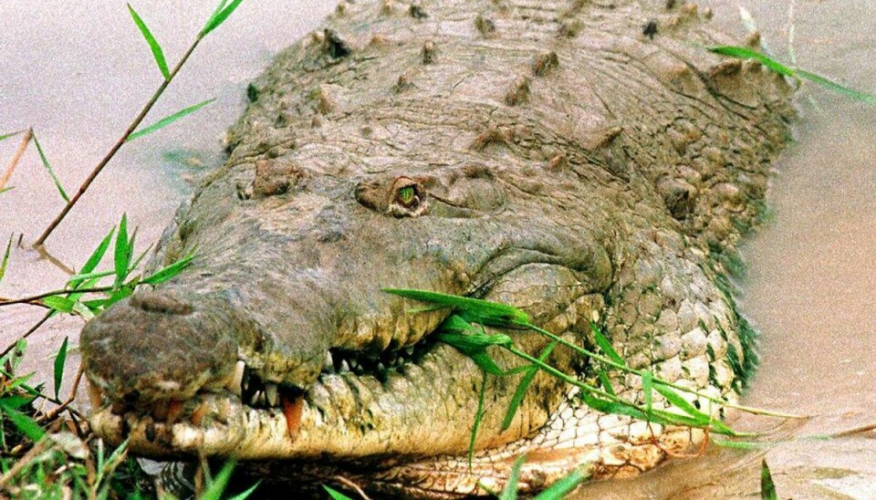 I Indonesien overvejer man lige nu at indsætte krokodiller som fangevogtere til landets dødsdømte narko-fanger. krokodillerne kan nemlig ikke bestikkes og er derfor bedre vogtere, mener lederen af landets narkotikabekæmpelse. Arkivfoto: Scanpix.