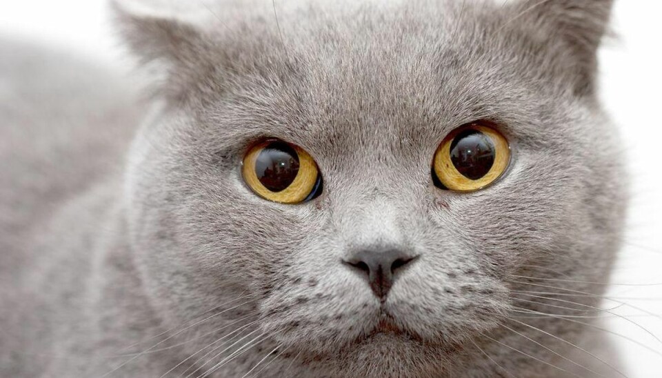 16 katte sultede ihjel – ejerne forlod dem Et par er blevet dømt for at sulte katte ihjel. Modelfoto: Scanpix