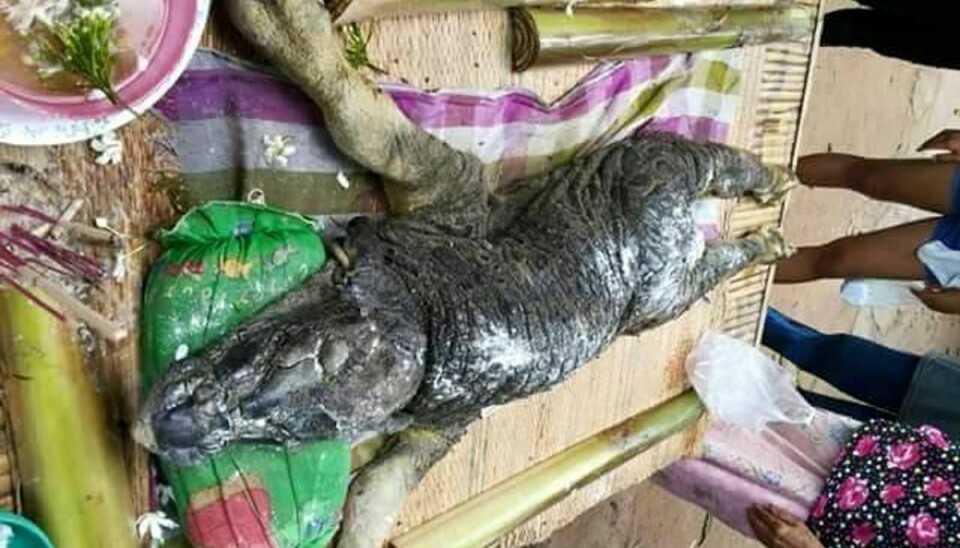 Det underligt udseende dyr blev fundet i en afsidesliggende del af Thailand. Foto: Facebook