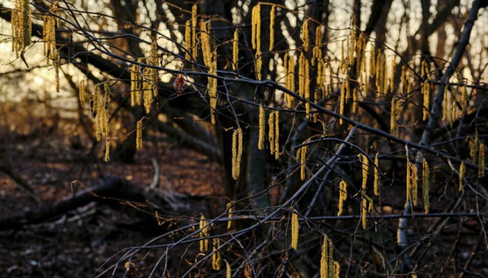 Flere personer bliver ramt af ny allergi i år Pollensæsonen blev i år skudt i gang i slutningen af februar, da lune forårstemperaturer fik elletræer og hasselbuske til at blomstre. Dermed startede Astma-Allergi Danmark sin daglige registrering af pollentallene. (Arkivfoto) Foto: Stefan Jaitner/Scanpix