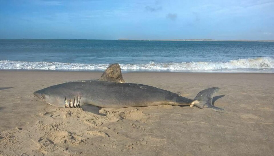 Her ses sildehajen, der er skyllet i land på stranden ved Thyborøn. Foto: Havnekiosken/Facebook.