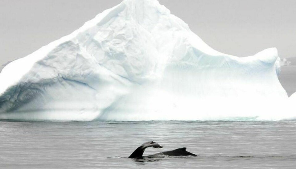 Verdenshavene kan stige med to meter, hvis iskappen på Antarktis kollapser. Det mener forskere nu. Arkivfoto: Scanpix.