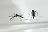 Aedes aegypti myggen ses her i et laboratorium i Colombia. Myggen er den største synder, når det kommer til at sprede zikavirusset. Foto: Scanpix/Marvin Recinos