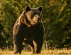 Den private miljøgruppe Agent Green har offentliggjort dette foto af den dræbte bjørn “Arthur”, som var 17 år og “den største”, som er set i Rumænien. Den skal være blevet skudt ulovligt af en prins fra Liechtenstein. Foto: -/AFP