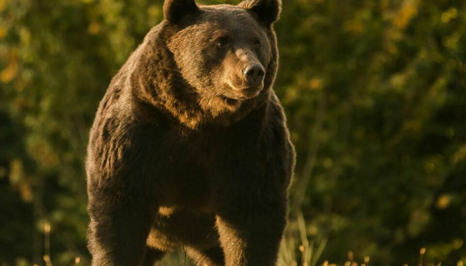 Den private miljøgruppe Agent Green har offentliggjort dette foto af den dræbte bjørn “Arthur”, som var 17 år og “den største”, som er set i Rumænien. Den skal være blevet skudt ulovligt af en prins fra Liechtenstein. Foto: -/AFP