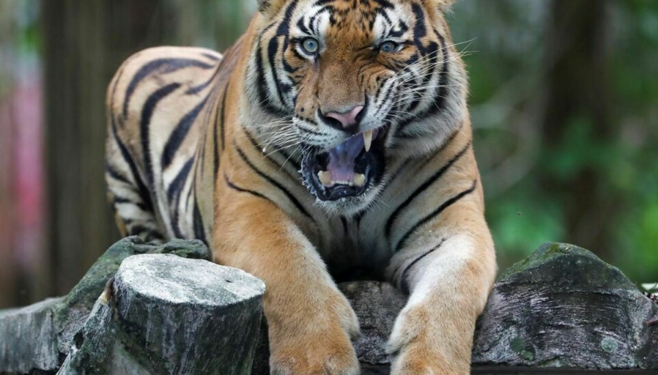 Politiet er ude efter Jeff Lowe’s store kattedyr. Seks tigere er nu konfiskeret (genrefoto). Foto: Lim Huey Teng/Reuters