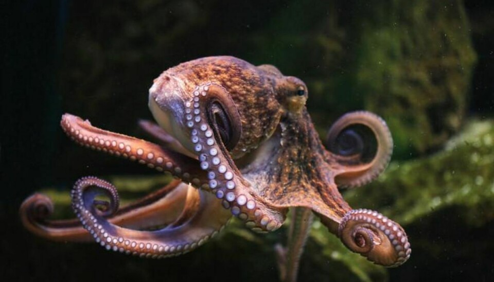 En blæksprutte tog flugten fra sit akvarium. Foto: Scanpix