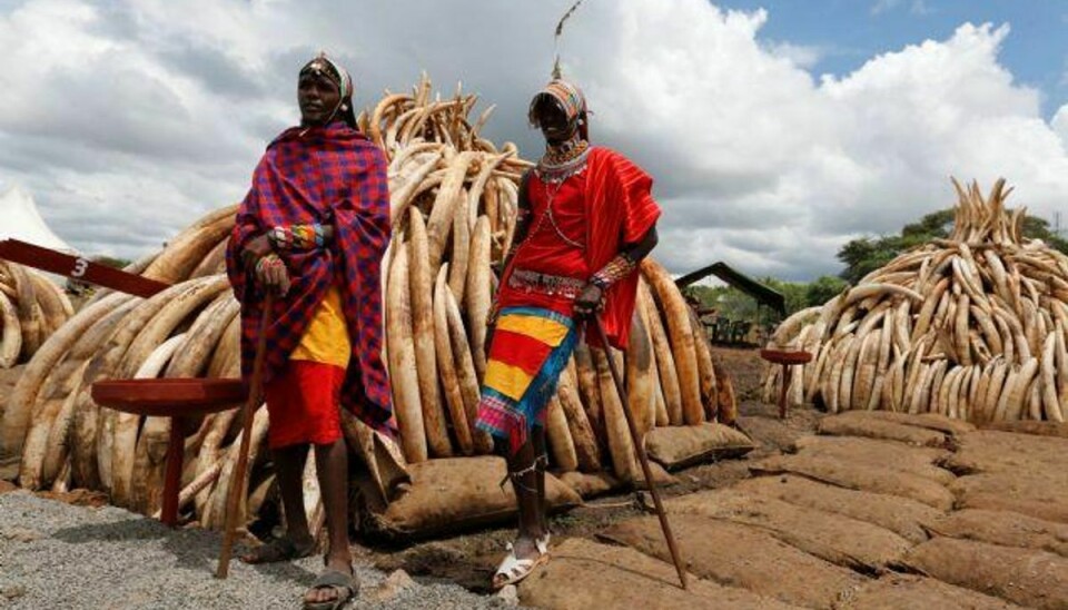 De mere end 100 tons elfenben, der lørdag bliver brændt af, har på det sorte marked en værdi på 100 millioner dollar – over 650 millioner kroner, skriver nyhedsbureauet AFP. Foto: Thomas Mukoya/Reuters