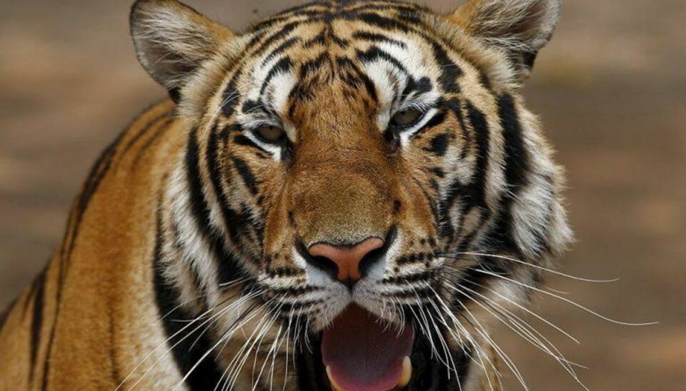 To tigre fik et par timer på fri fod To tigre fik et par timer i friheden inden de atter var fanget. Foto: CHAIWAT SUBPRASOM/Scanpix (Arkivfoto)