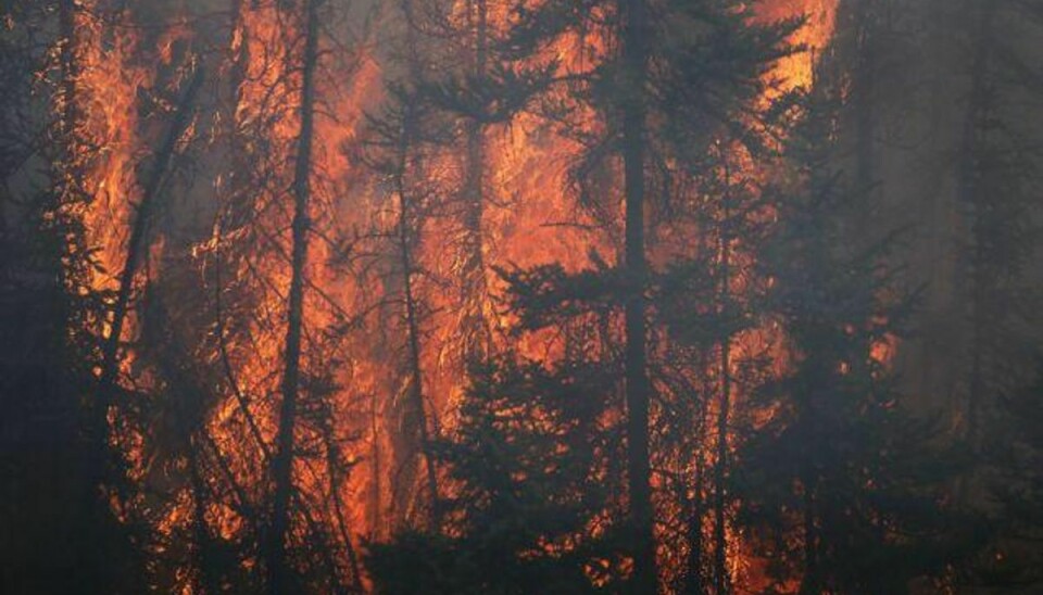 De lokale myndigheder anslår, at branden opsluger mellem 30 og 40 meter land i minuttet. Foto: Cole Burston/AFP