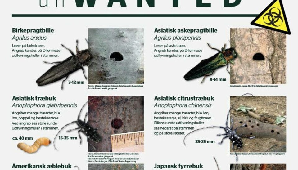 Hold øje: Disse skadedyr kan smadre din have