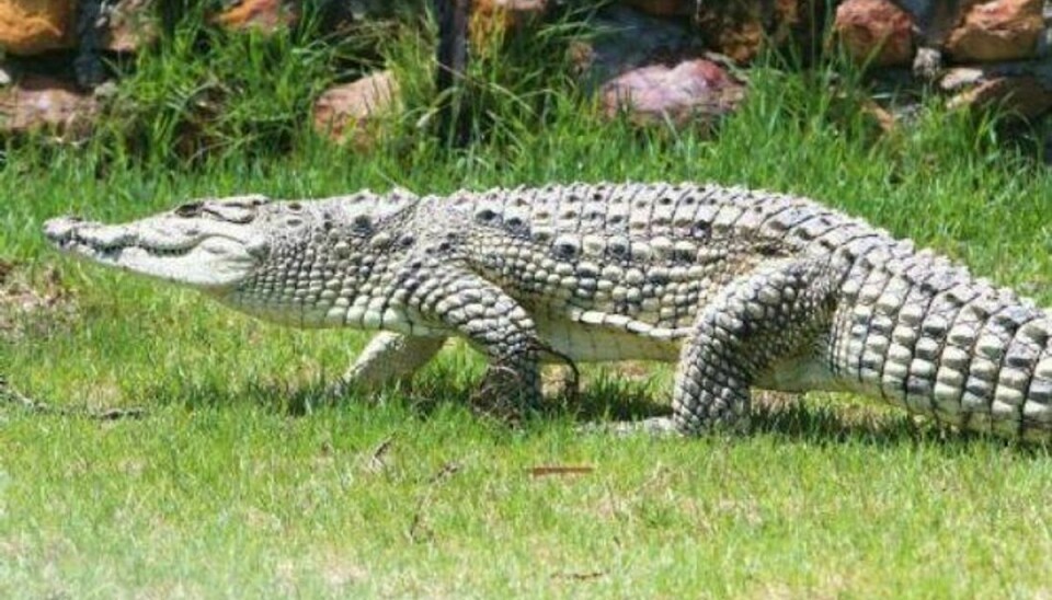 En ældre mand formåede at slippe levende fra intenst møde med krokodiller i Australien. Arkivfoto Foto: Www.colourbox.com/Free