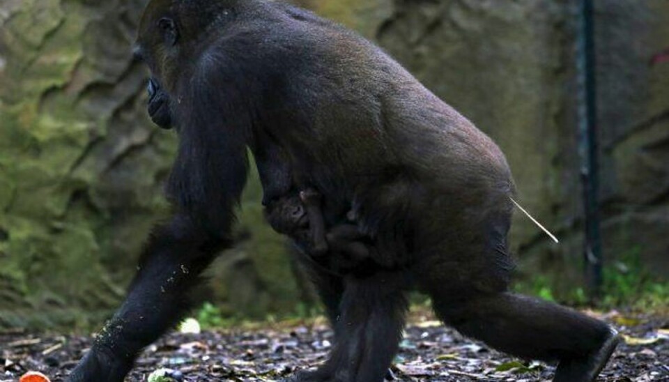 Zoo skyder 180 kilo tung gorilla med treårig dreng i armene Hangorillaer vejer nemt over 150 kilo. Arkiv. Foto: David Gray/Reuters