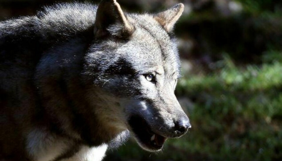 Forskernes meldinger, om at der er op mod 40 fritlevende ulve i den danske natur, har skræmt mange. Nu får de fejlagtige informationer konsekvenser. Foto: Valery Hache/AFP